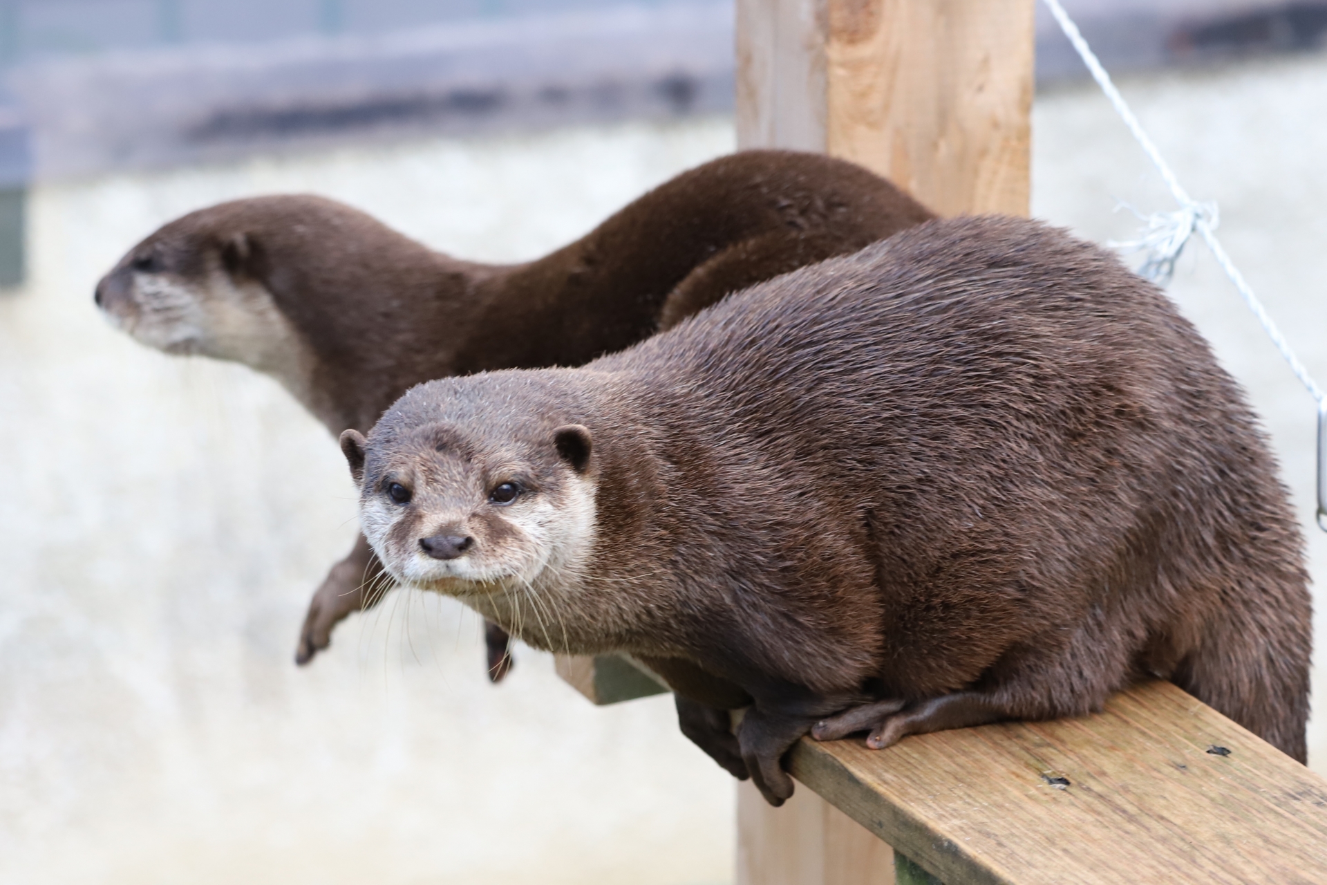 京急油壺マリンパーク 記念 カワウソ メガマウス 水族館 グッズ